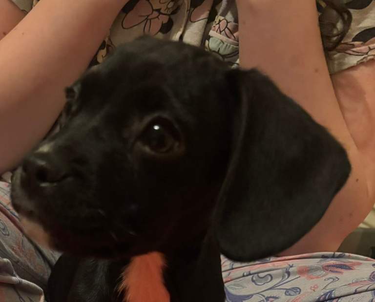 Beautiful boy cocker spaniel cross French bulldog for sale 