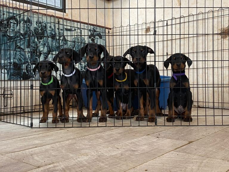 Doberman puppies