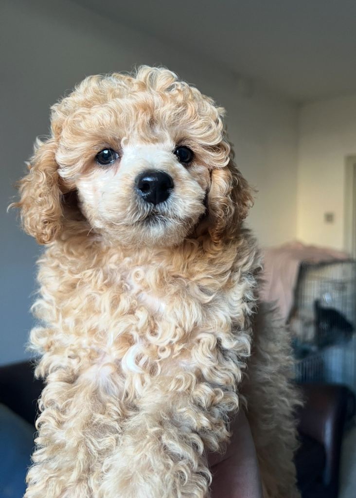 Apricot kc male toy poodle