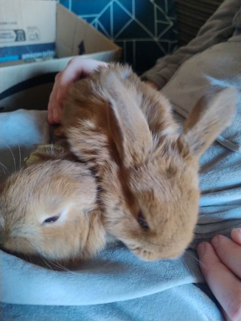 Baby rabbit harlequin x french lop