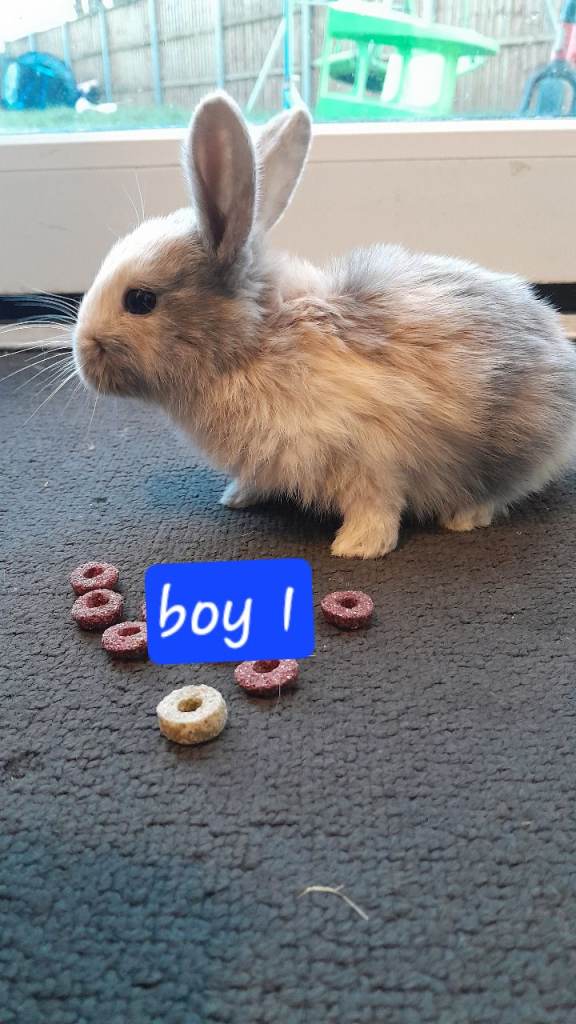 mini lop cross lionhead 8 weeks old! :)   1 left!