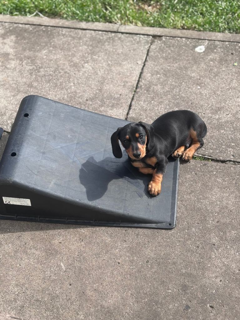 READY TO GO! 🥰 3 Beautiful smooth haired male minature dachshunds. ❤️ 