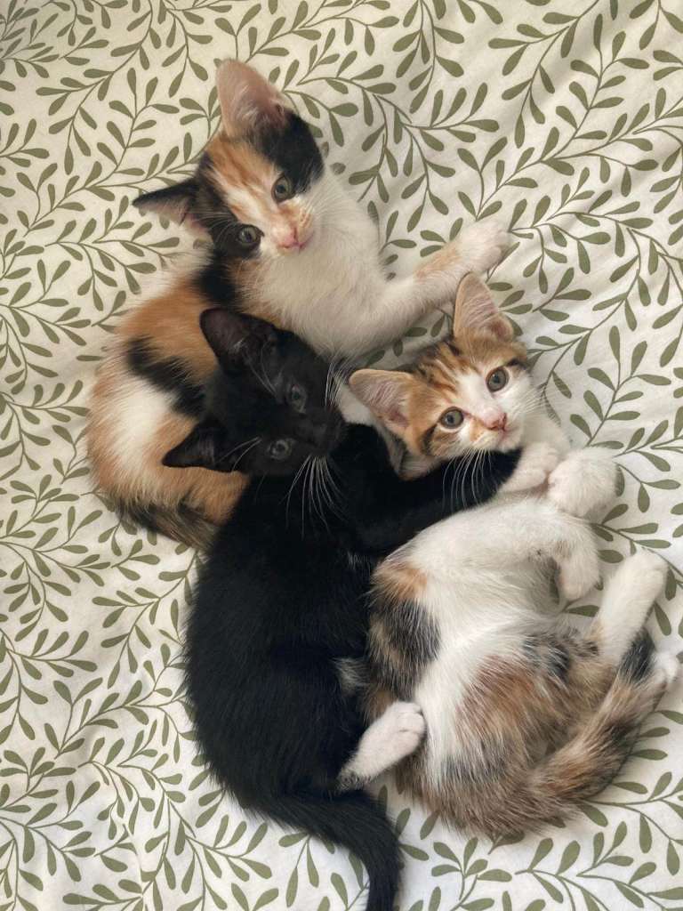 3 Calico & 1 Black Kittens - 2 Males & 2 Females