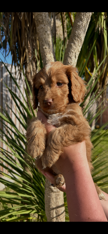 *READY NOW* F1 Cockapoo puppies