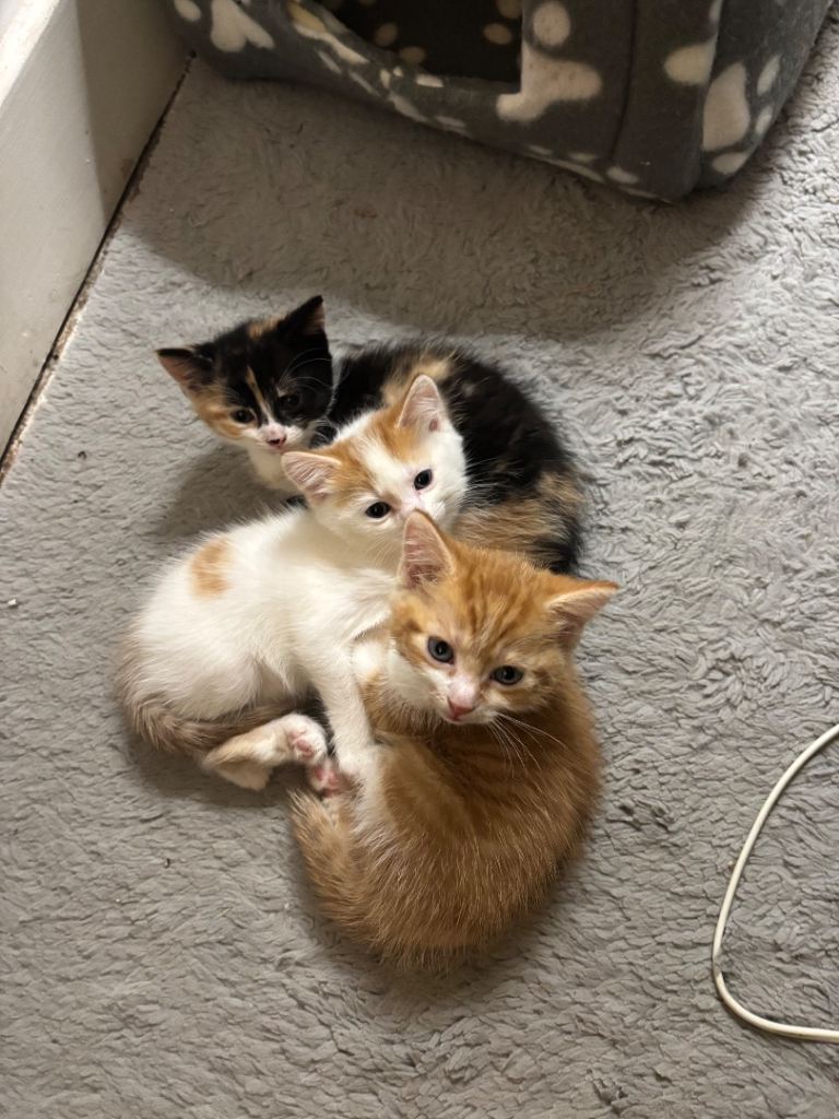 Kittens