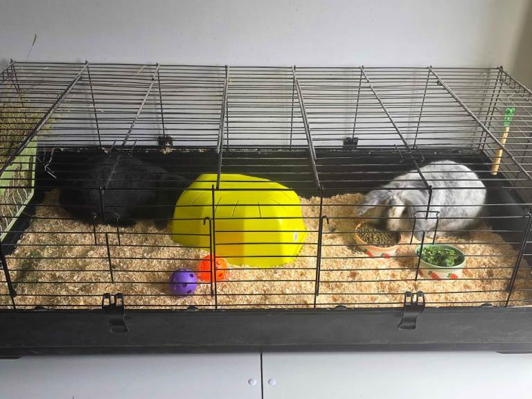 2 male rabbits