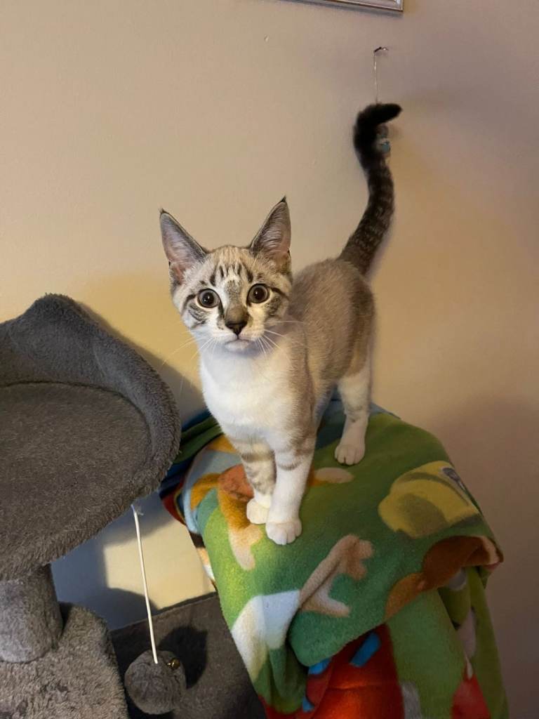 4 Kittens for sale - Ready for New Homes