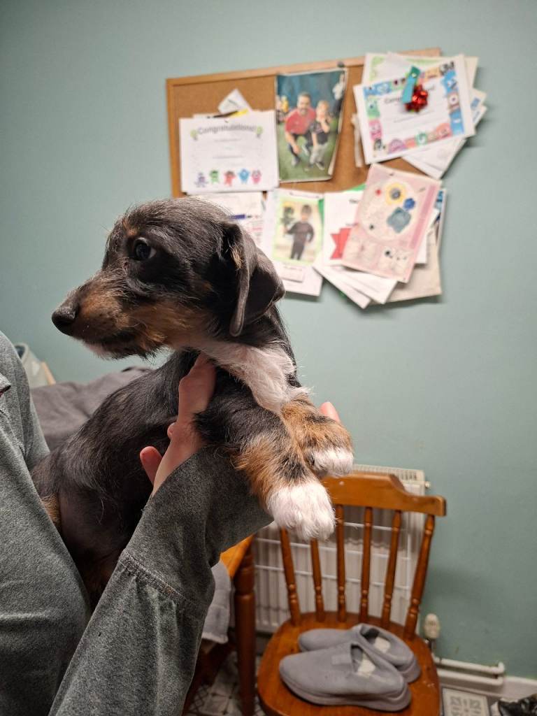 Miniature dacshund cross shih tzu.