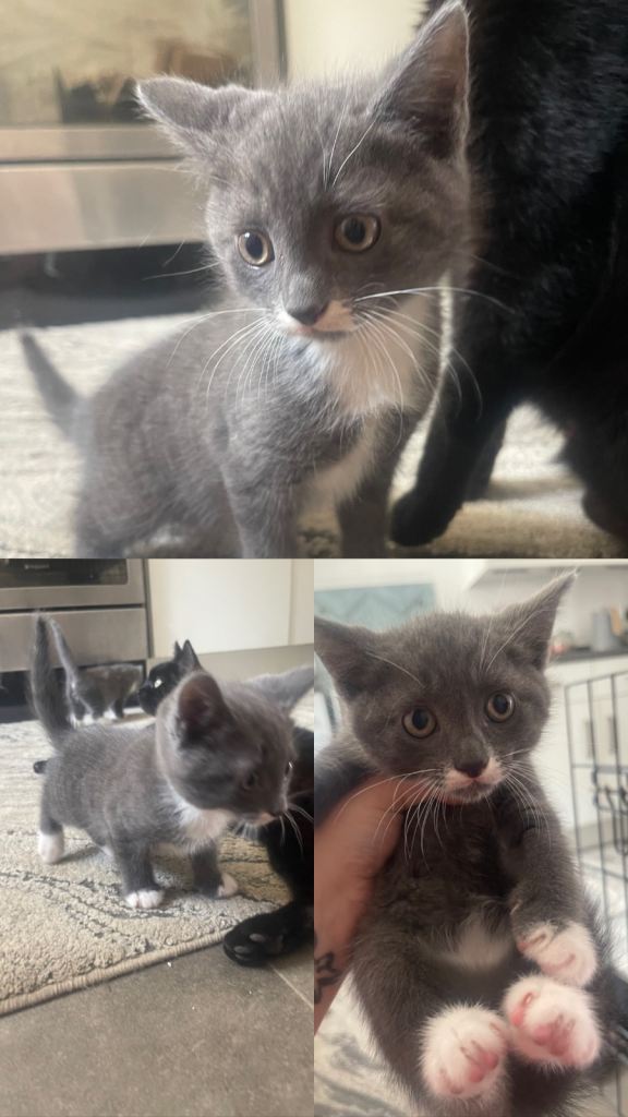 Three male kittens 
