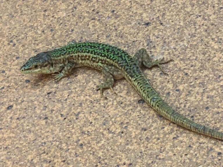 Number plates for sale P4 NPB P44NPB on retension