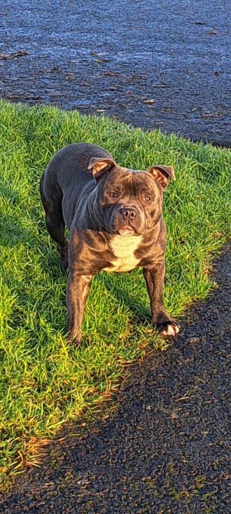 Staffordshire bull terrier 