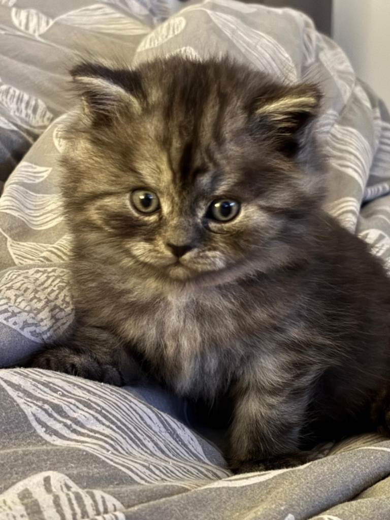 Male  british longhair 