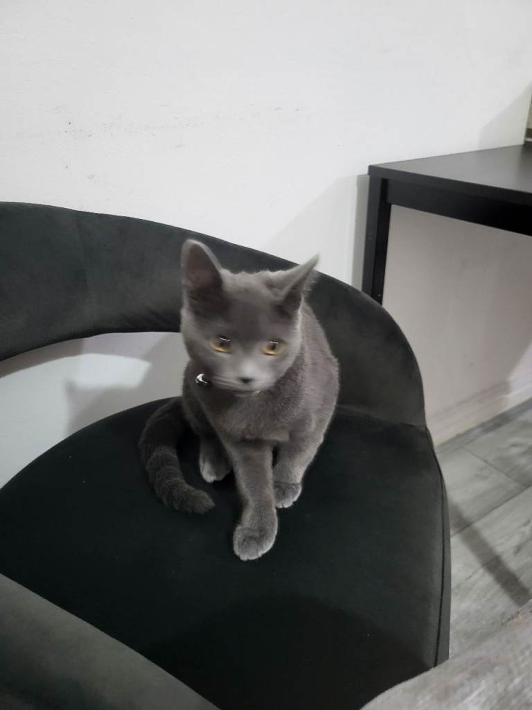 british short hair cross