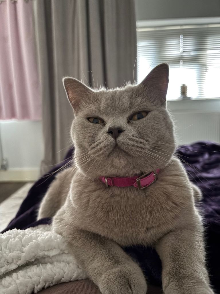 British shorthair female for sale