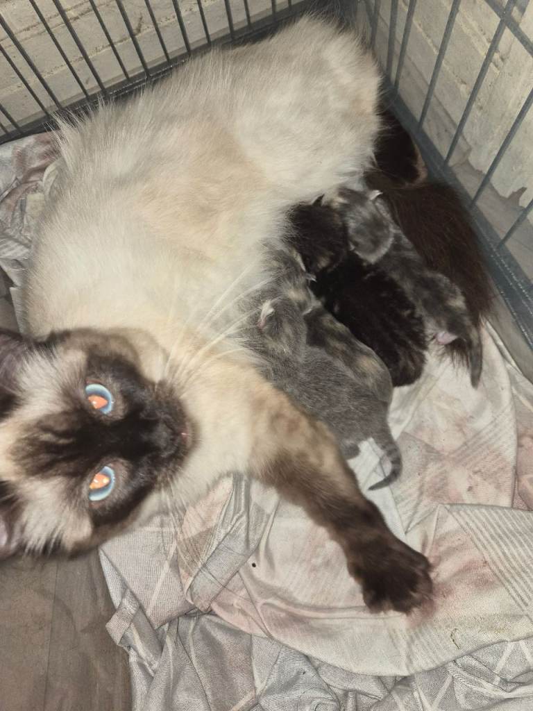 Ragdoll cross British short hair kittens 