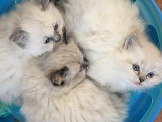  PKD HCM Clear Ragdoll Kittens