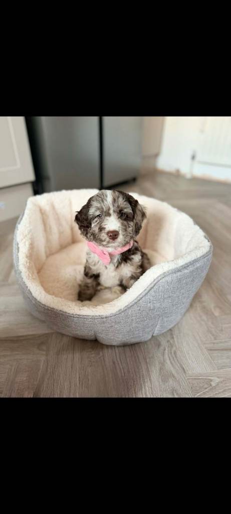 F1 mini cockapoo merle