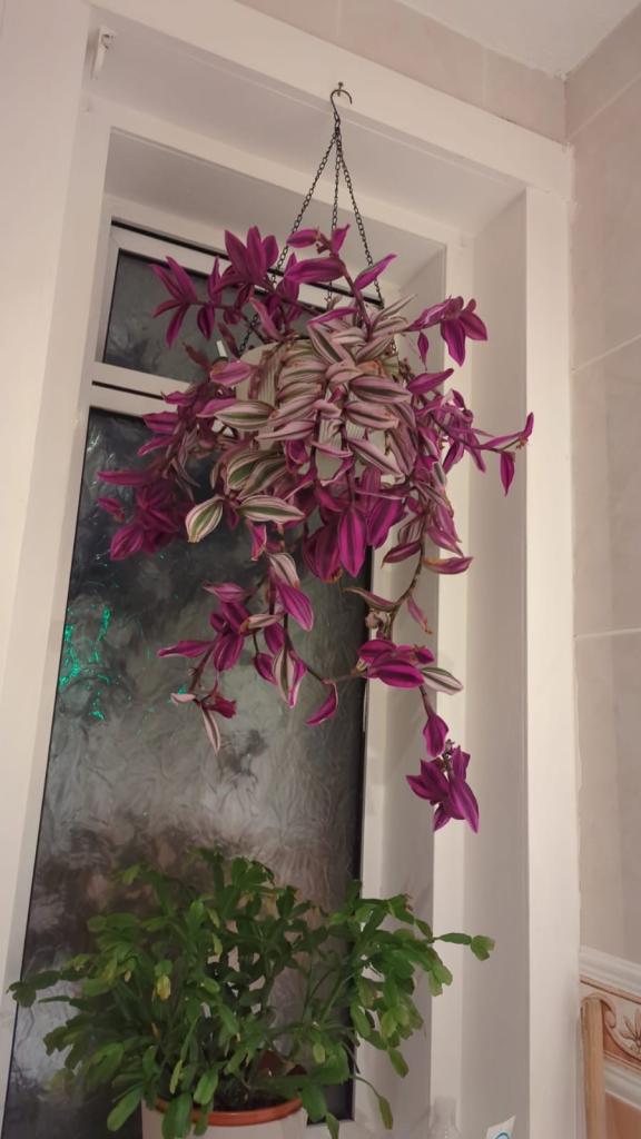 Beautiful plants 🪴 for sale! House clearance!!!