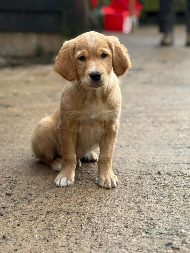 KC Working Golden retriever pups 