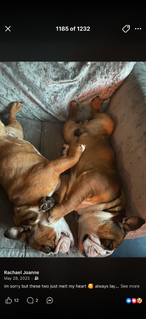 KC registered bulldog for sale 