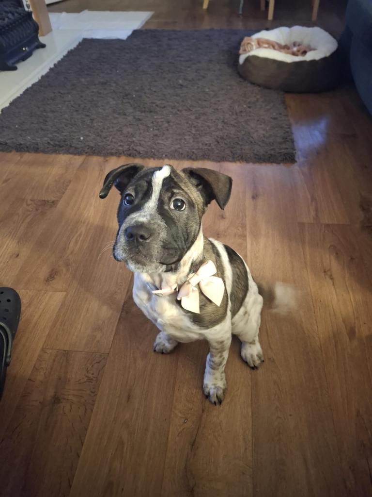 Sharpi x for rehoming 