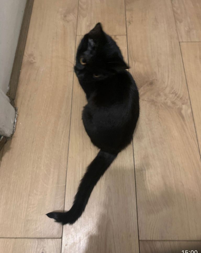 (SOLD) No longer available..3 month old beautiful kitten need a loving home