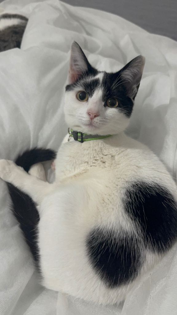 dotty ready to find her forever home 🐈