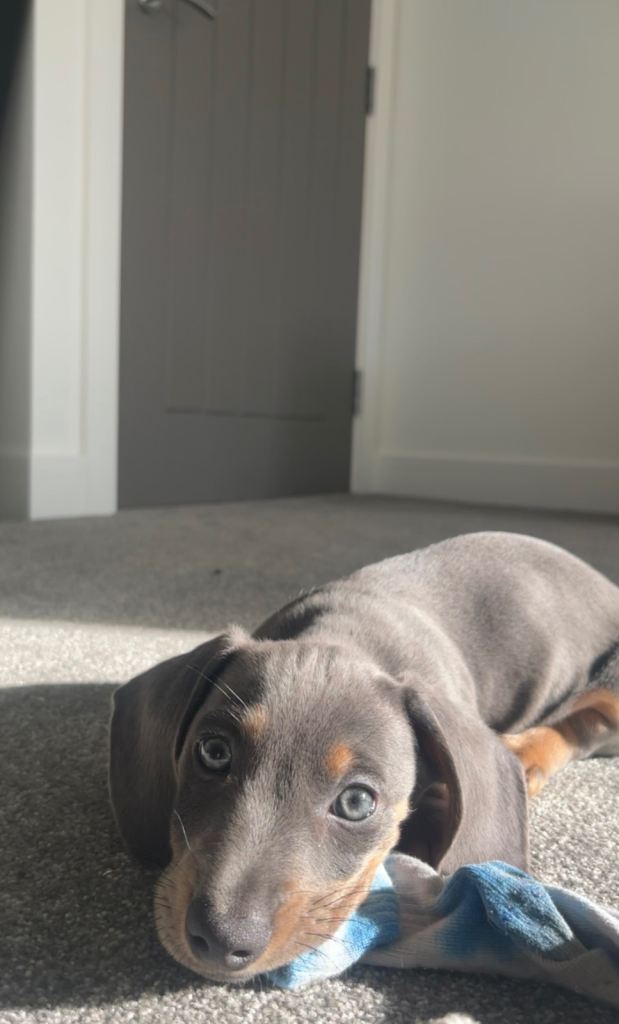 blue miniature daschund puppy 9 weeks old