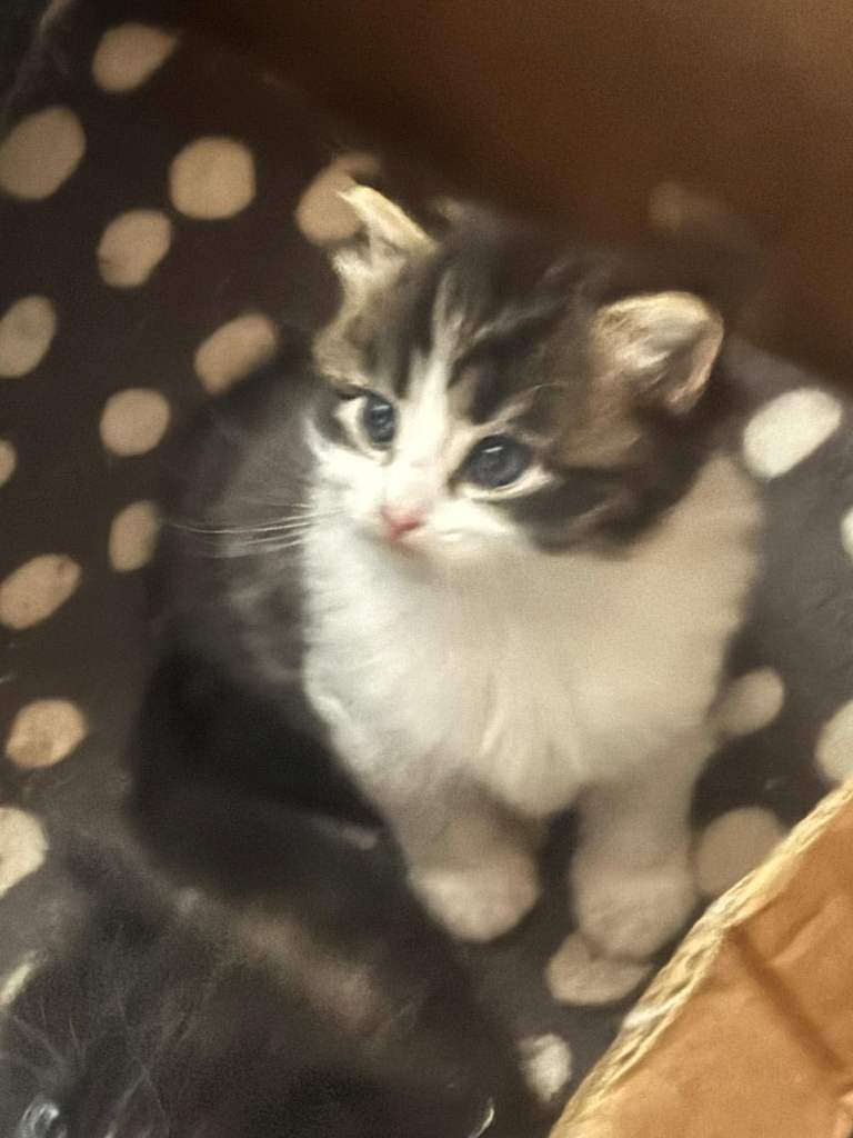 10 week old kitten