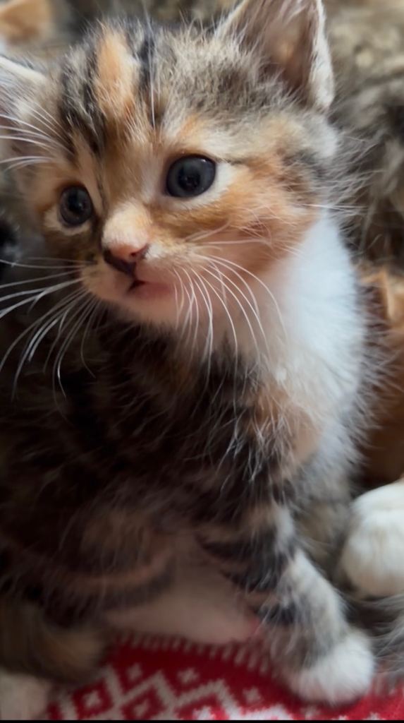 Beautiful kittens 