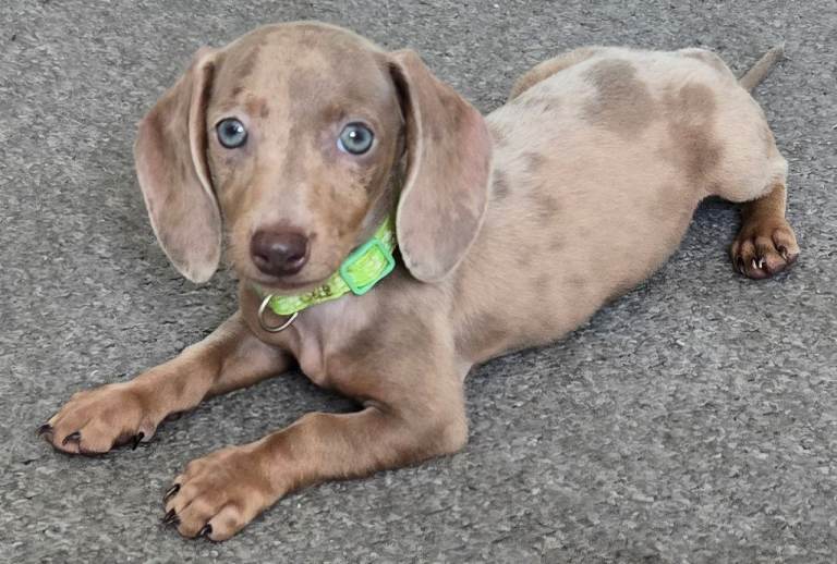 Dapple Miniature Dachshund Girl 🤍