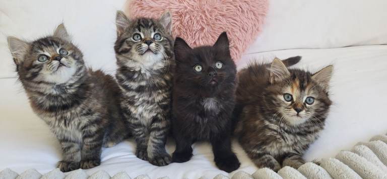 Gorgeous Kitten 😻- Maine Coon Tabby Mix - only 1 left