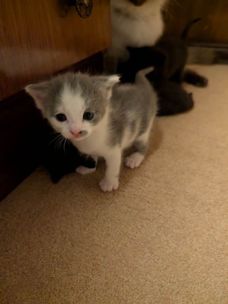 Half Ragdoll 