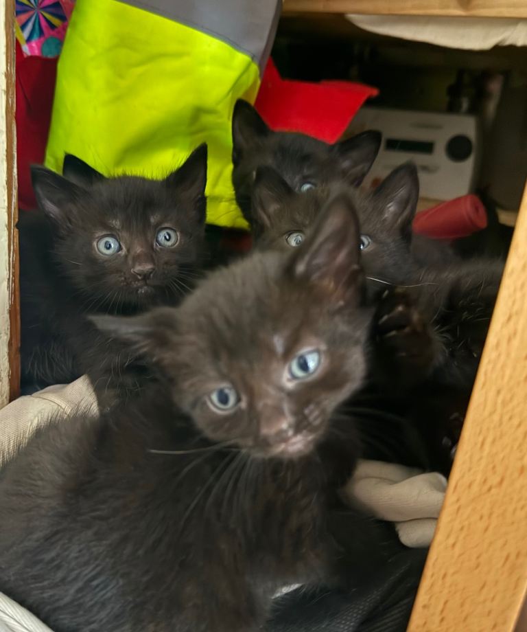 Kittens for sale