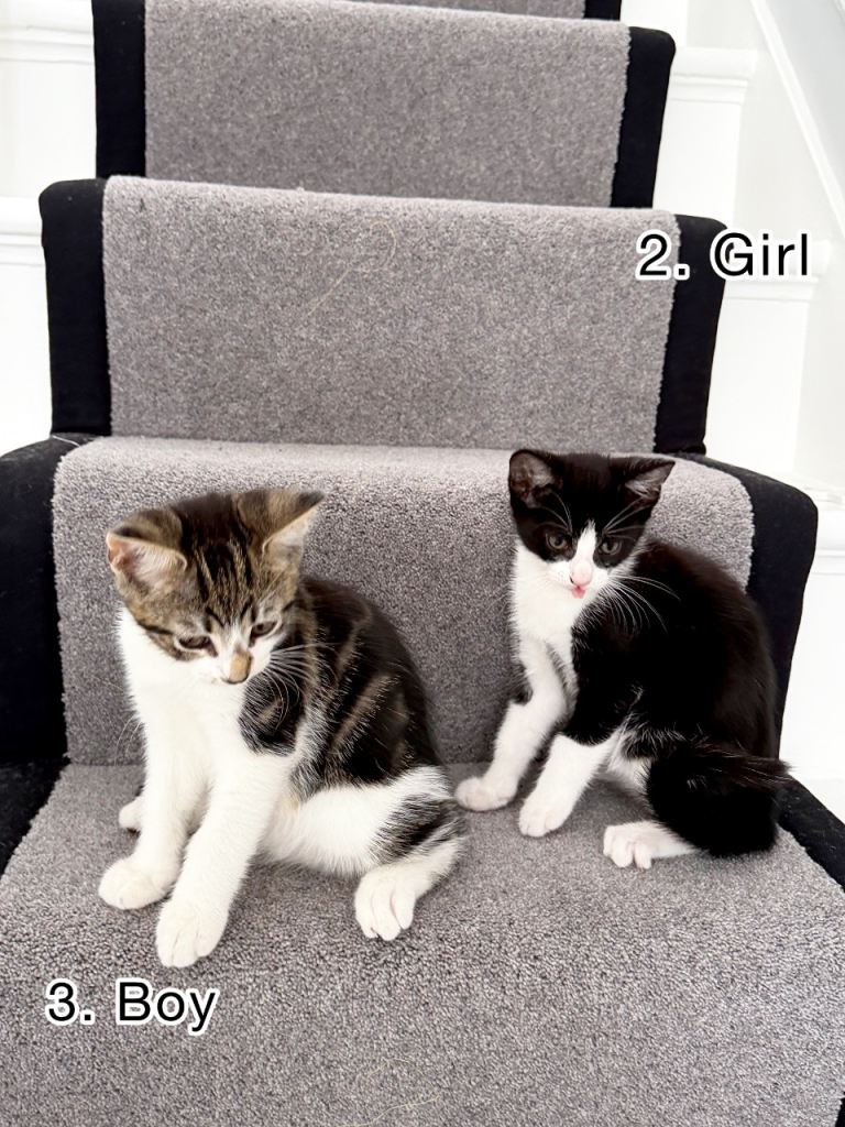 Adorable Kittens – 10 Weeks Old – £100 Each 