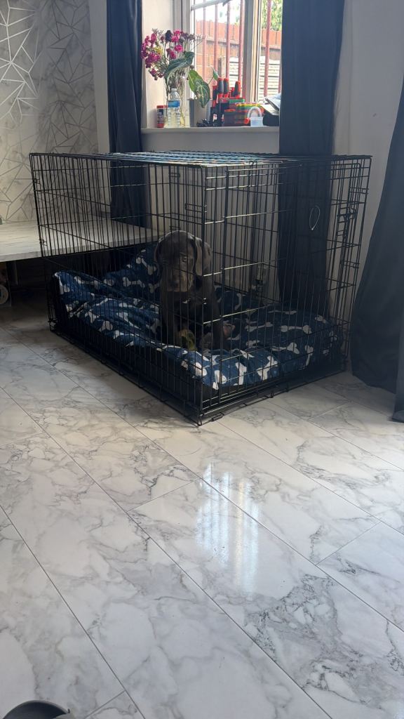 XL dog cage