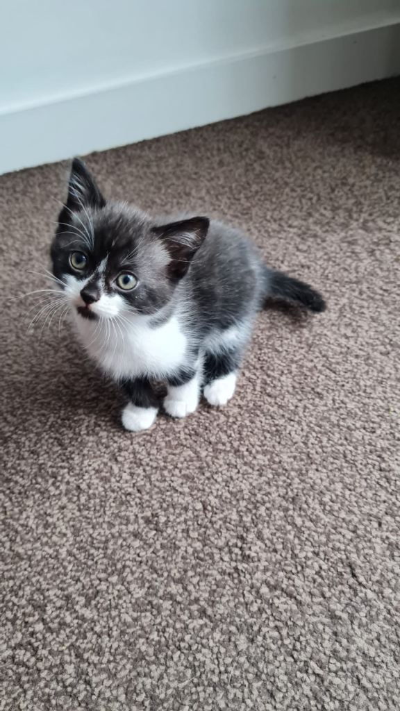 Grey and White Kitten NEED GONE URGENTLY 