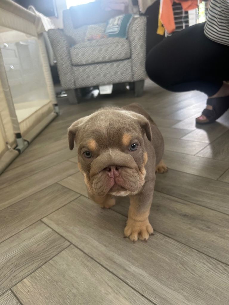 New English Bulldogs