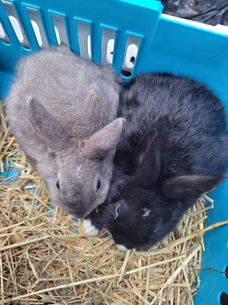 Baby rabbits 
