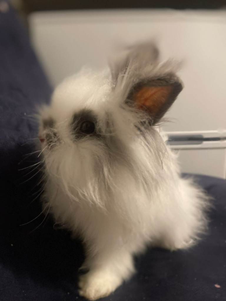 2 Month-Old Lionhead Rabbit for Sale 🐰