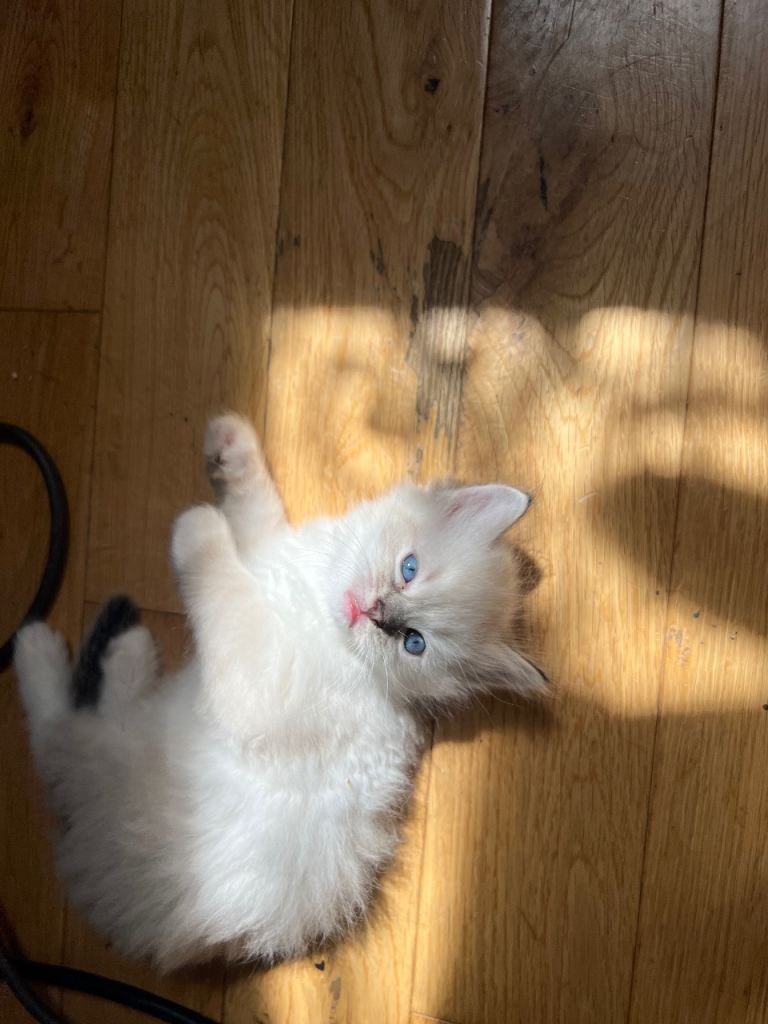 Ragdoll kitten