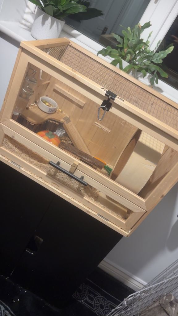 Hamster and accessories 