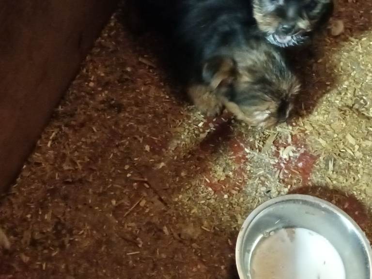 Yorkshire terrier puppy 