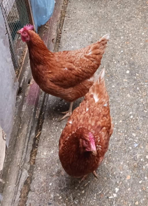 Chicken 