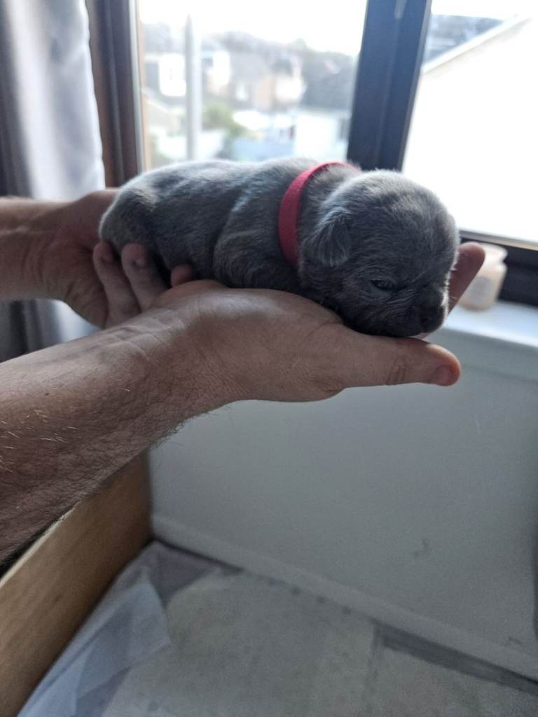 Frenchie pups