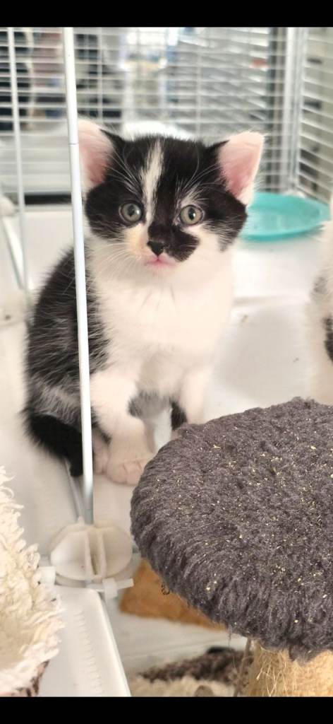 5 beautiful kittens  looking for forever homes 