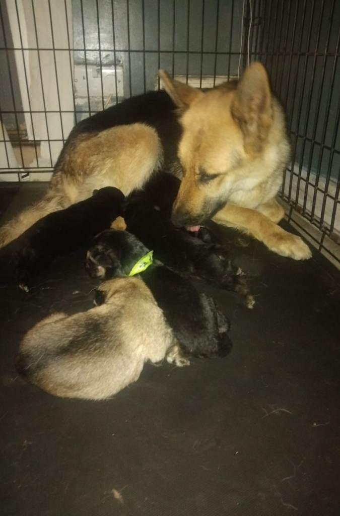 German Shepherd Puppies 