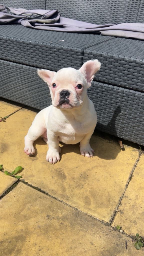 French bulldog white male 