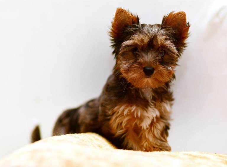 BLUE-EYED BLACKBERRY MERLE YORKIE GIRL FULLY VACCINED