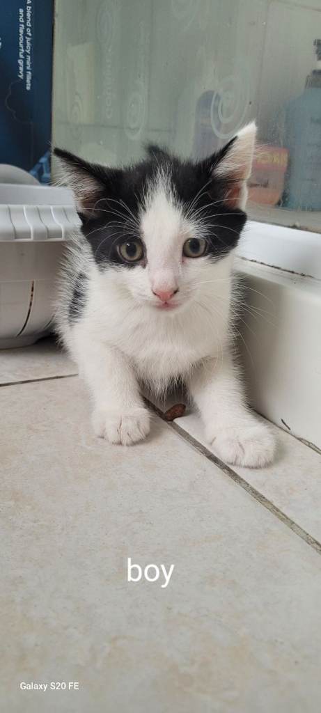5 lovely kittens for sale